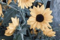 Yellow gebera daisy Gerbera jamesonii in a garden antique view. Also called Barberton daisy, Transvaal daisy, and as Barbertonse