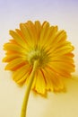 Yellow gebera flower
