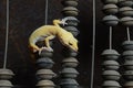 Yellow gecko on old accounts Royalty Free Stock Photo