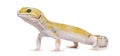 Yellow gecko standing, isolated