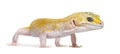 Yellow gecko standing,