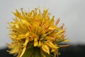 Yellow gentian Royalty Free Stock Photo