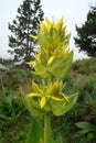 yellow gentian Royalty Free Stock Photo