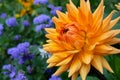 Yellow geogin, fully blossomed, in a flower bed Royalty Free Stock Photo