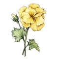 Yellow Geranium Flower Drawing: Victorian-inspired Illustration With Vivid Colors Royalty Free Stock Photo