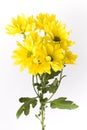 Yellow geranium flowers with stems Royalty Free Stock Photo