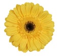 Yellow gerber daisy Royalty Free Stock Photo