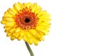 Yellow gerber daisy Royalty Free Stock Photo