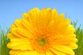 Yellow Gerber daisy Royalty Free Stock Photo