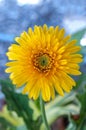 Yellow Gerber Daisy Royalty Free Stock Photo