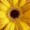 Yellow Gerber daisy closeup Royalty Free Stock Photo