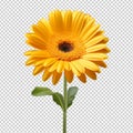 yellow gerber daisy isolated on transparent background Royalty Free Stock Photo