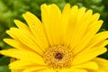 Yellow Gerber daisy macro with water droplets on the petals. Gerbera close up. Flower background. Royalty Free Stock Photo