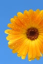 Yellow gerber daisy over blue Royalty Free Stock Photo