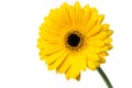 Yellow Gerber daisy on white Royalty Free Stock Photo