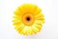 Yellow Gerber Daisy on white Background. AI Royalty Free Stock Photo
