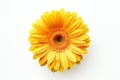 Yellow Gerber Daisy on white Background. AI Royalty Free Stock Photo