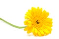 Yellow Gerber flower Royalty Free Stock Photo