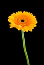 Yellow Gerber flower Royalty Free Stock Photo