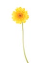 Yellow gerber flower Royalty Free Stock Photo