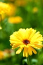 Yellow gerber flower Royalty Free Stock Photo