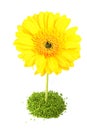 Yellow Gerber Flower Royalty Free Stock Photo
