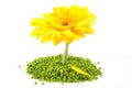 Yellow Gerber Flower Royalty Free Stock Photo