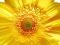 Yellow Gerber Flower Royalty Free Stock Photo