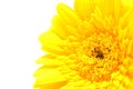 Yellow Gerber flower in closeup Royalty Free Stock Photo