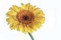 Yellow gerbera daisy flower isolated on white Royalty Free Stock Photo