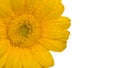 yellow gerber flower with water droplets isolated on white Royalty Free Stock Photo