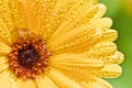 Yellow gerber flower with water drops Royalty Free Stock Photo