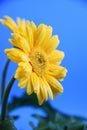 Yellow Gerber`s three flowers on a blue background Royalty Free Stock Photo