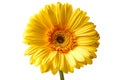 Yellow gerbera