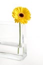 Yellow Gerbera