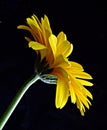 Yellow Gerbera Royalty Free Stock Photo