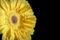 Yellow gerbera close-up under water. A flower with air bubbles on the petals. Flower for greeting card Royalty Free Stock Photo