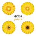 Yellow gerbera collection