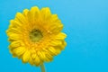 Yellow gerbera on cyan background Royalty Free Stock Photo