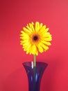 Yellow Gerbera Daisy Royalty Free Stock Photo