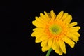 Yellow gerbera daisy Royalty Free Stock Photo