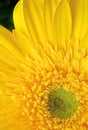 Yellow gerbera daisy Royalty Free Stock Photo