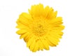 Yellow Gerbera daisy Royalty Free Stock Photo