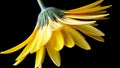 Yellow Gerbera Daisy Against a Dark Background Royalty Free Stock Photo