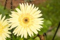 Yellow Gerbera Daisy bask in the sun after rain.