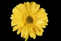 Yellow Gerbera Daisy Black Background Royalty Free Stock Photo