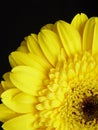 Yellow Gerbera Daisy Black Background Royalty Free Stock Photo