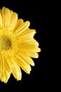 Yellow Gerbera Daisy Black Background with droplet Royalty Free Stock Photo