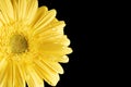 Yellow Gerbera Daisy Black Background with droplet Royalty Free Stock Photo