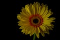 Yellow gerbera daisy bloom with black background Royalty Free Stock Photo